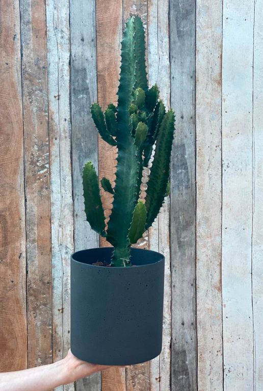 Alocasia Branchifolia Pink Passion blad