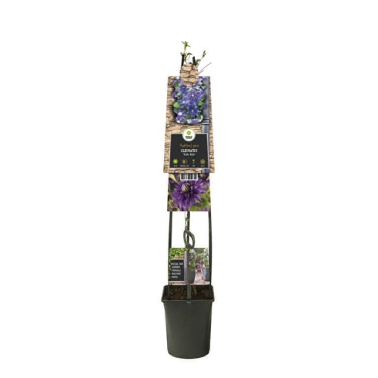 Epipremnum Pinnatum Global Green
