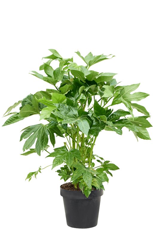 Solanum Evolvulifolium - P10