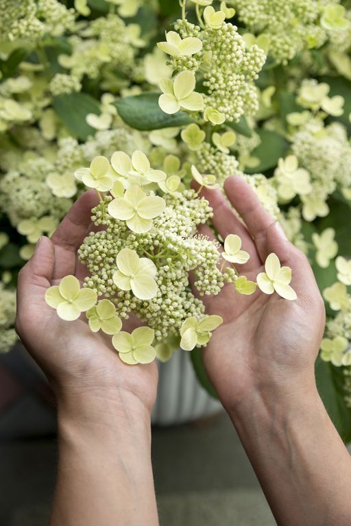 Hoya Krohniana Silver blad