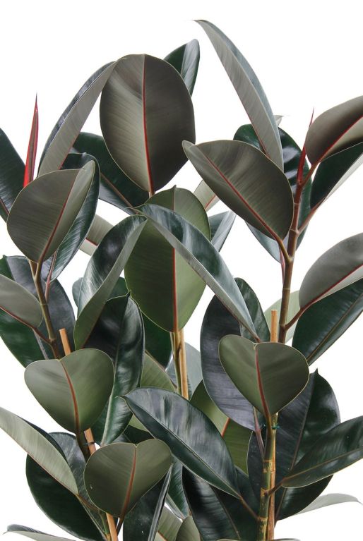 Hoya Krohniana Silver blad
