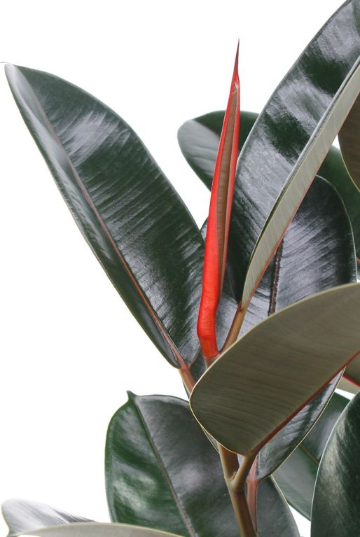 Monstera Siltepecana