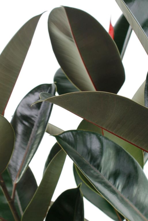 Alocasia Branchifolia Pink Passion blad