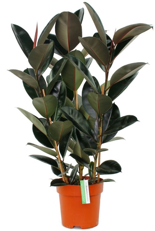 Monstera Siltepecana