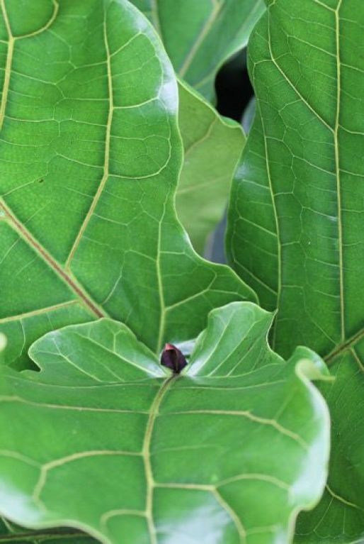Alocasia Branchifolia Pink Passion blad