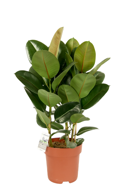 Ficus-robusta-kamerplant-online-kopen