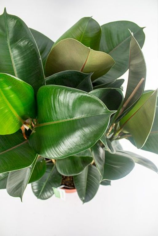 Hoya Krohniana Silver blad