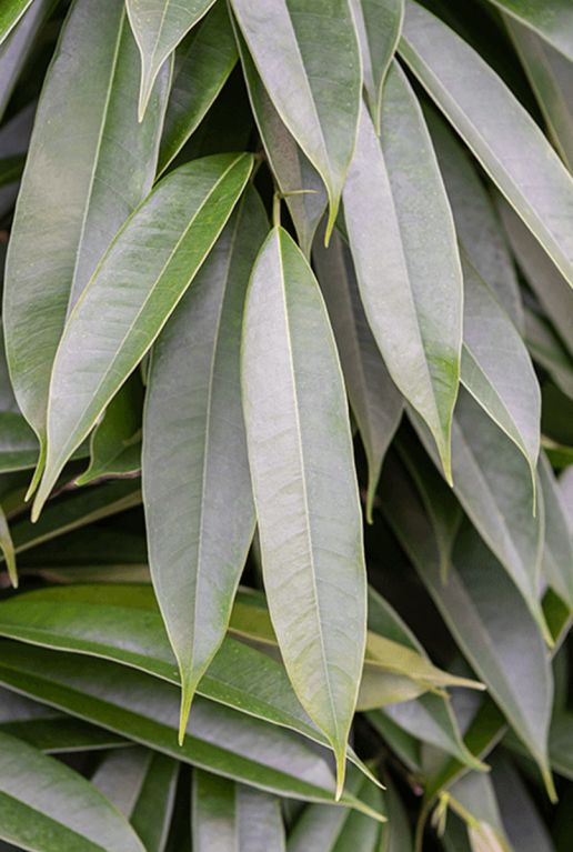 Scindapsus Treubii Dark plant