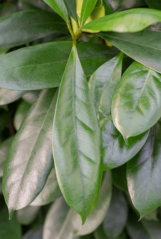 Hoya Krohniana Silver blad