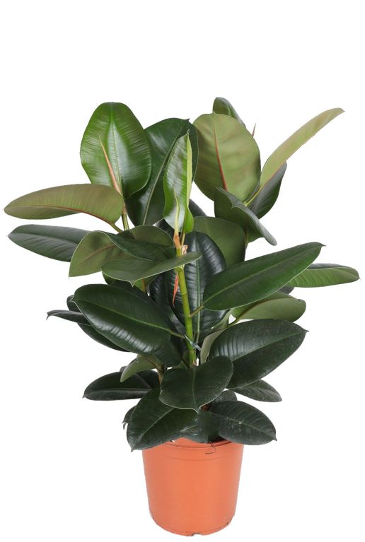 Hoya Krohniana Silver blad