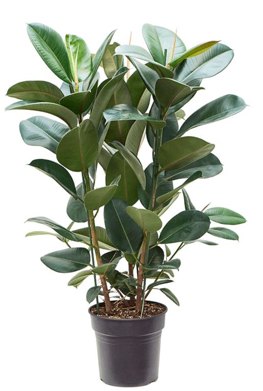 Monstera Siltepecana
