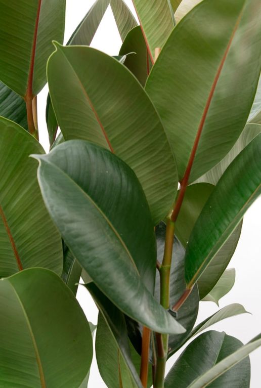 Alocasia Branchifolia Pink Passion blad