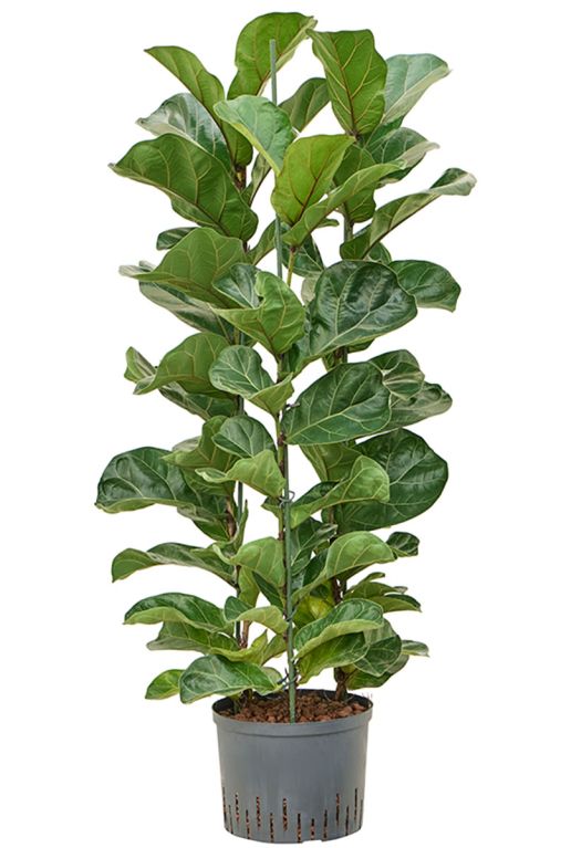 Hoya Krohniana Silver blad