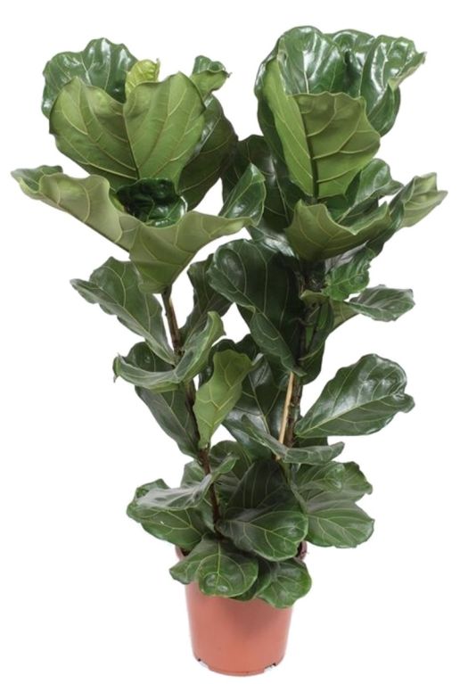 Alocasia Branchifolia Pink Passion blad
