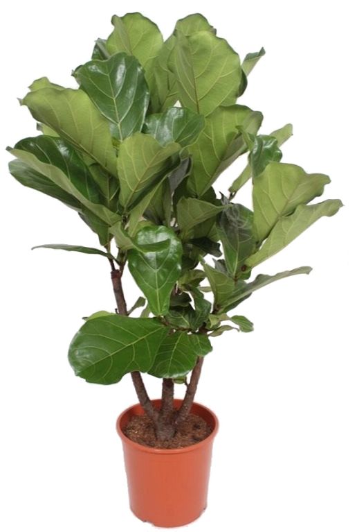 Alocasia Branchifolia Pink Passion blad