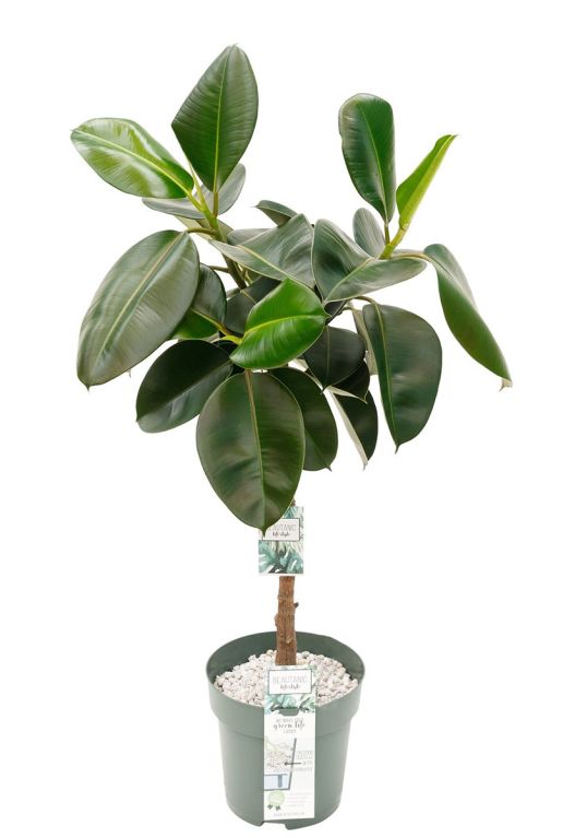 Hoya Krohniana Silver blad