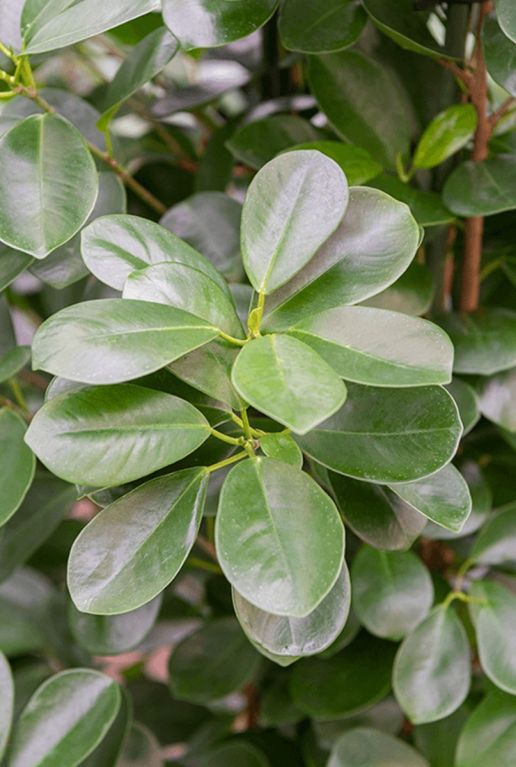 Hoya Krohniana Silver blad