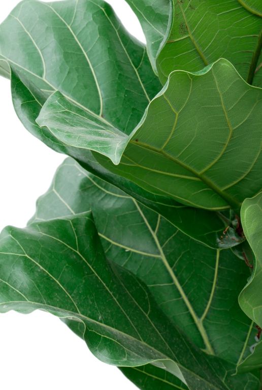 Alocasia Branchifolia Pink Passion blad