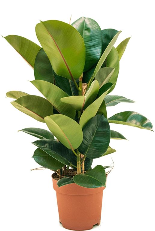 Monstera Siltepecana