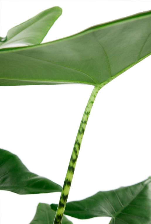 Gestreepte stengel plant zebrina