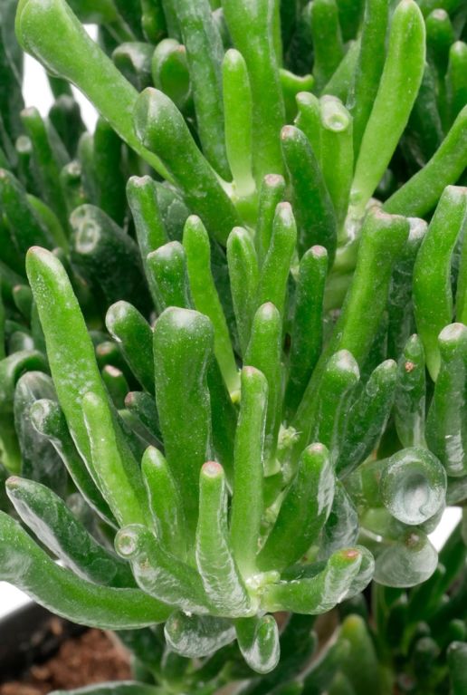 Crassula Hobbit
