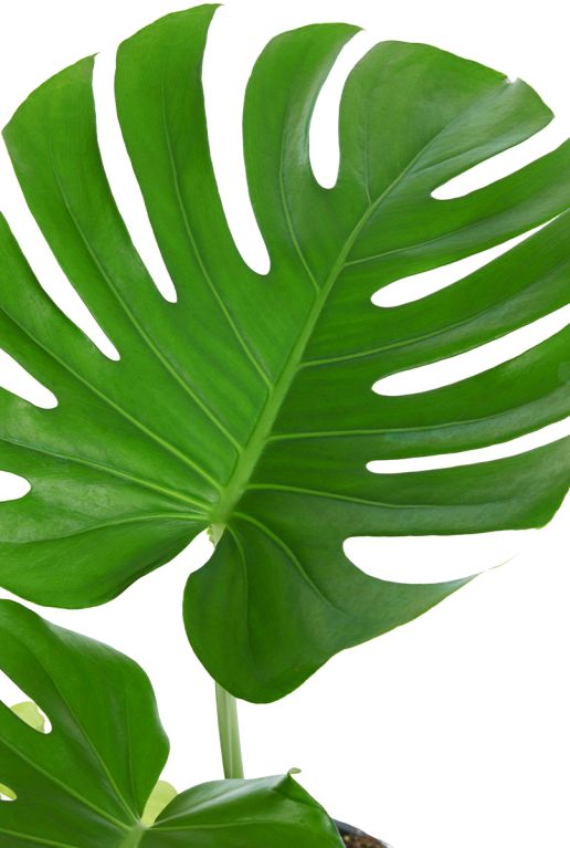 Groot monstera blad