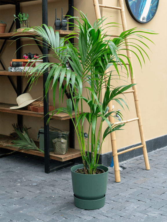 Kentia palm