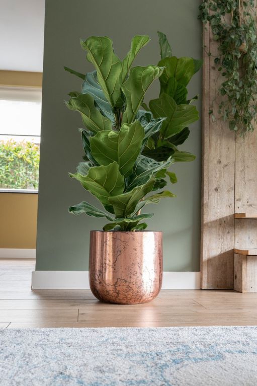 Monstera Siltepecana