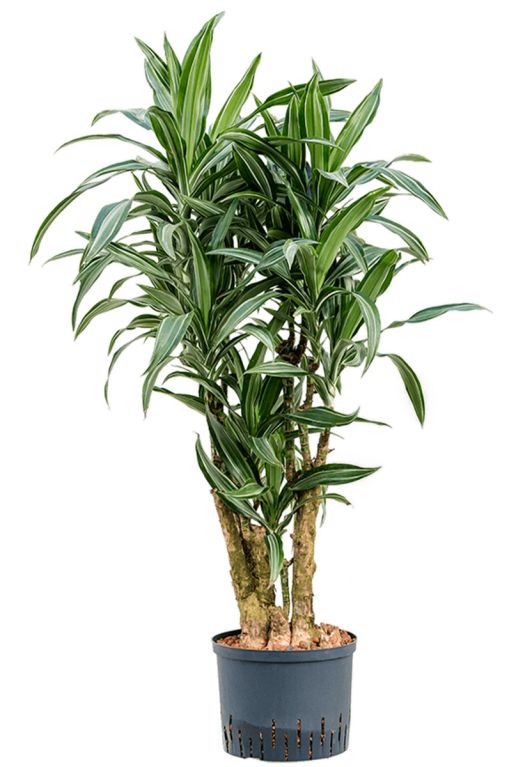 Grote dracaena ulises
