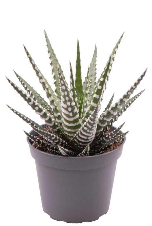 Haworthia big band