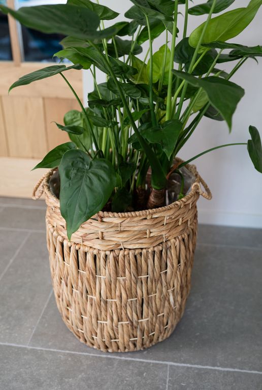 Syngonium Pink Splash