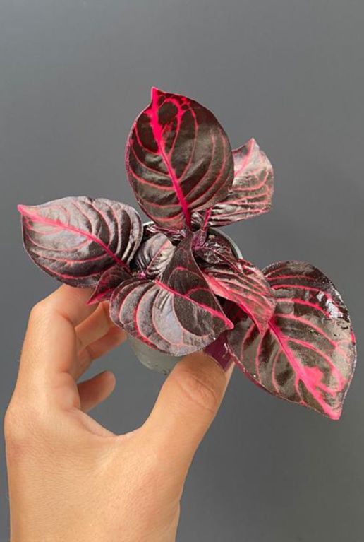 Hoya Krohniana Silver blad