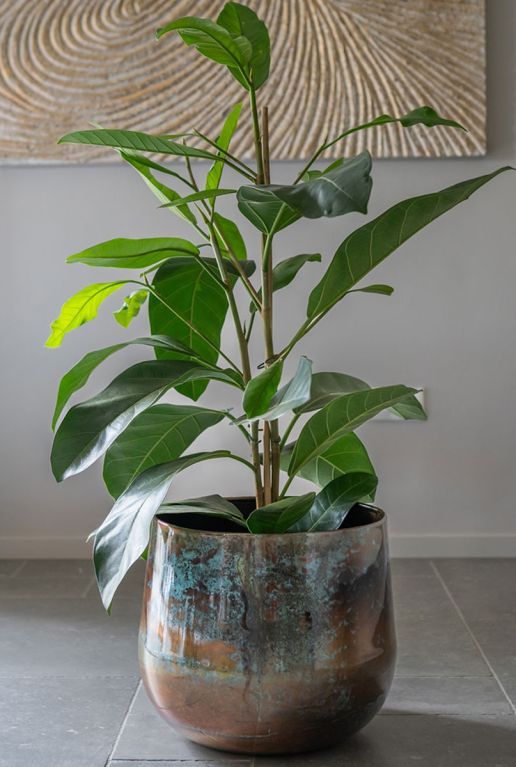 Monstera Siltepecana