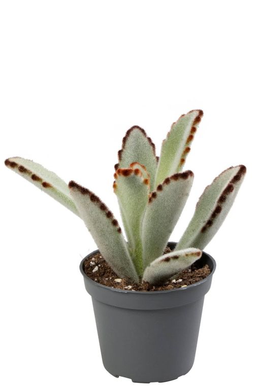 Kalanchoe