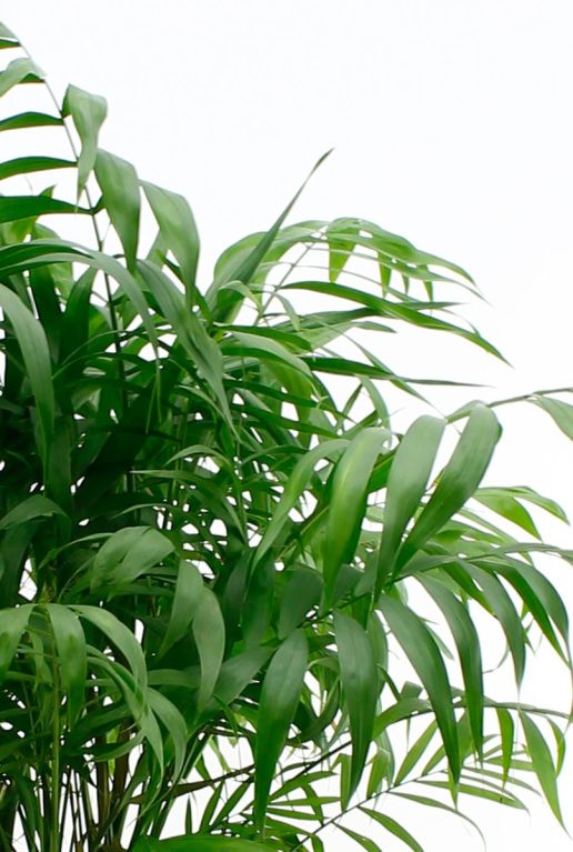 Kamerplant chamaedorea elegans