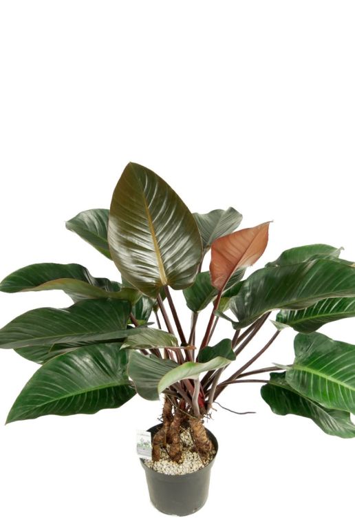 Alocasia Branchifolia Pink Passion blad