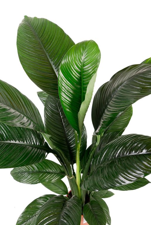 Monstera Siltepecana