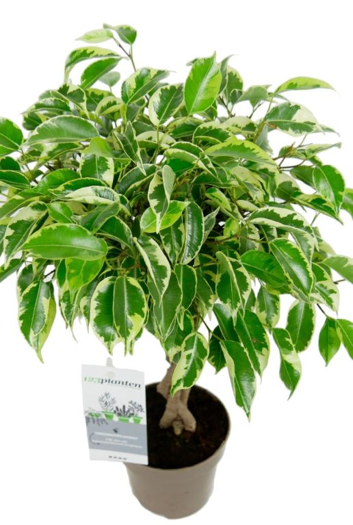 Klein ficus boompje