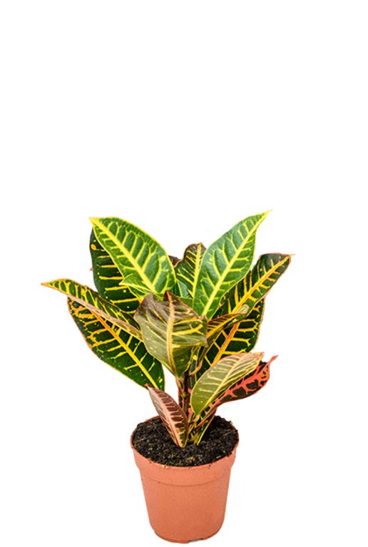 Croton Petra