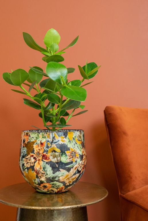 Alocasia Branchifolia Pink Passion blad