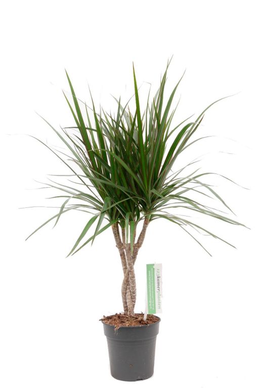 Dracaena Marginata