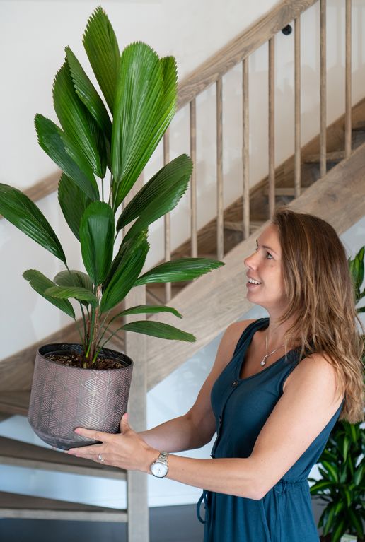 Licuala grandis plant