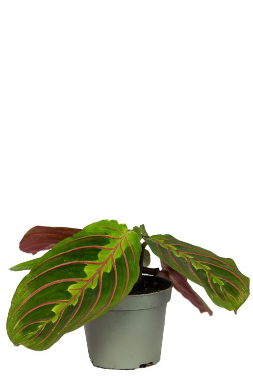 Maranta 1