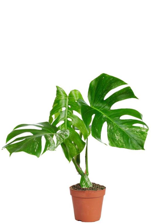 Syngonium Red Spot blad