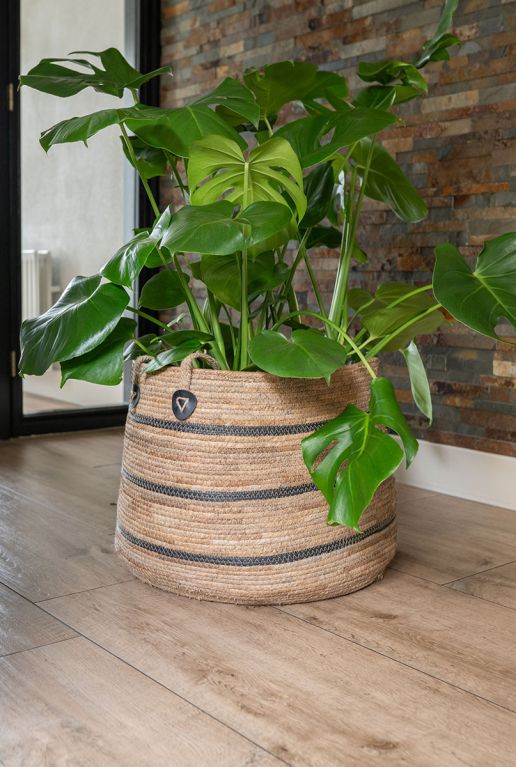 Monstera Siltepecana