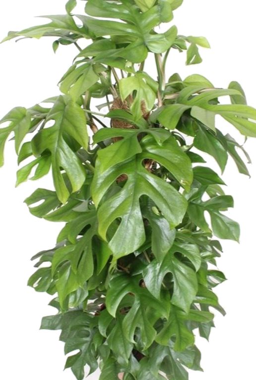 Hoya Krohniana Silver blad