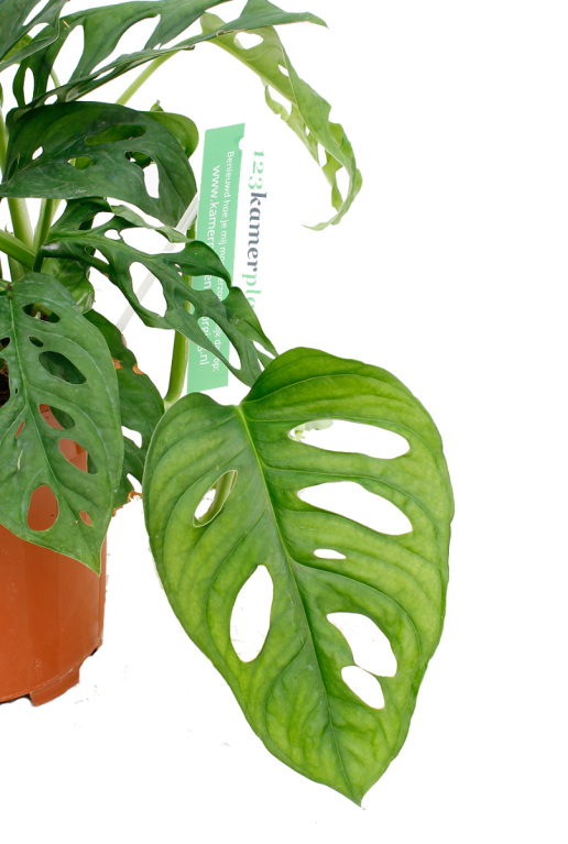 Monstera Siltepecana