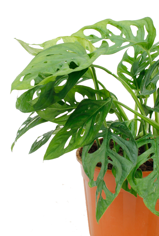 Alocasia Branchifolia Pink Passion blad