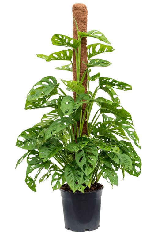 Alocasia Branchifolia Pink Passion blad