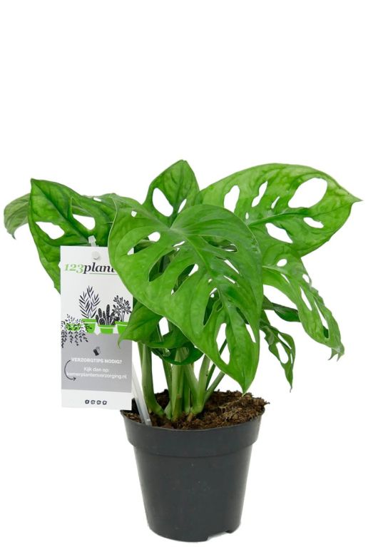 Hoya Krohniana Silver blad